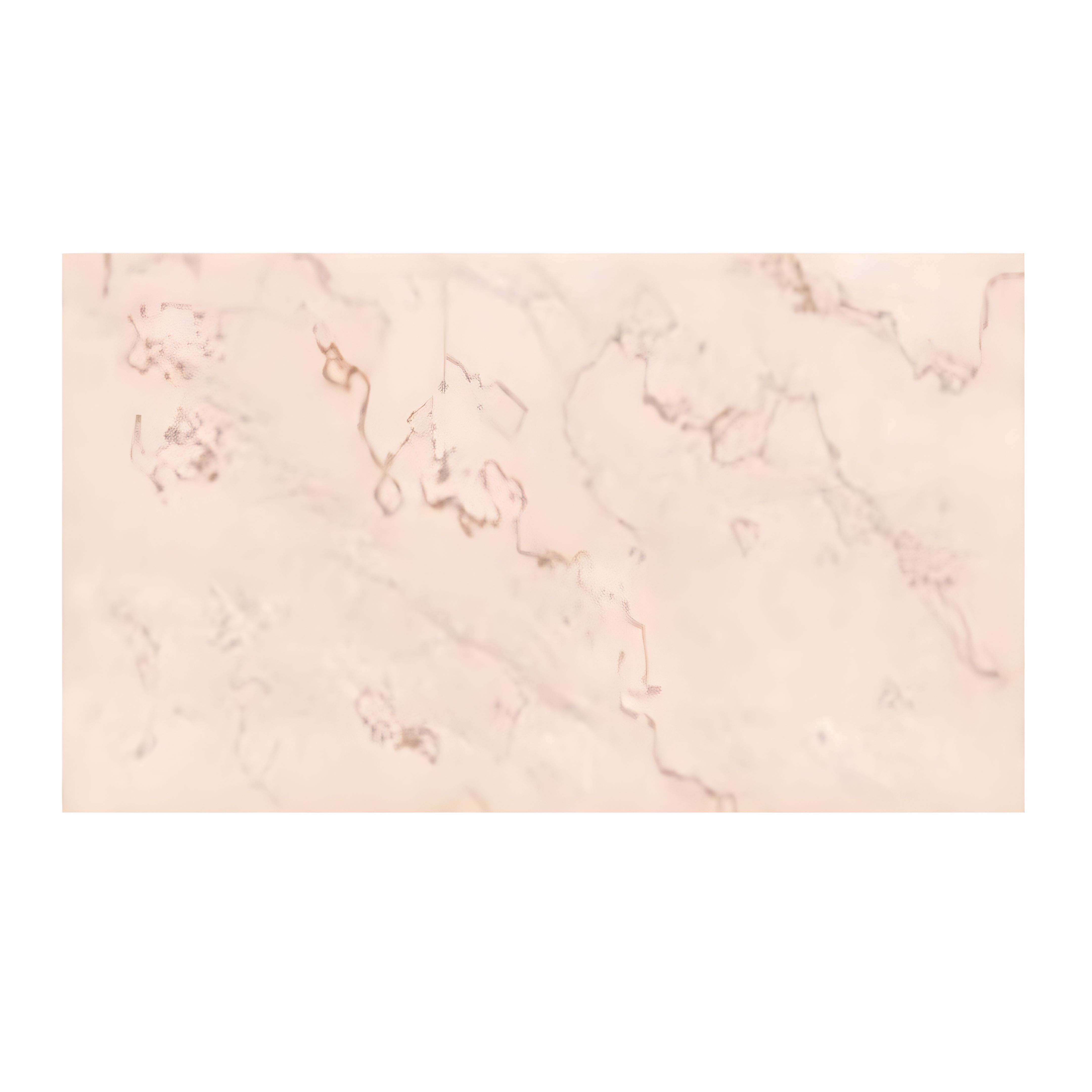 Ethique Moka Vitrified Tile in 24 x 48 inch size featuring a rich mocha brown tone with elegant natural stone-like patterns and a smooth vitrified finish, ideal for adding warmth and sophistication to modern interiors